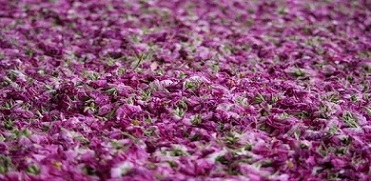 تصویر 2 از قیمت خرید گل محمدی خشک + فروش ویژه